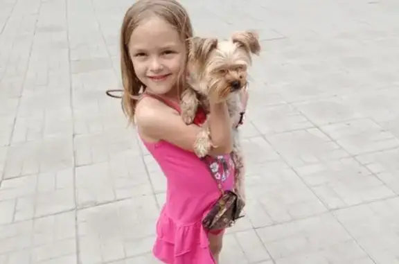 Собаки потеряшки, Введенщина, фото: Потеряшка собака в селе Введенщина