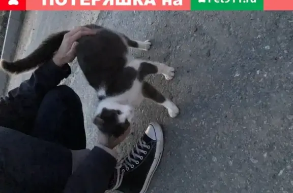 Найдена кошка возле жк 'На Королева' в СПб