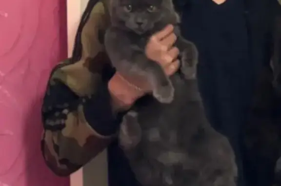Найдена британская кошка в Оренбурге