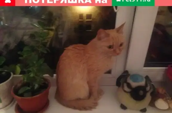 Кошки потеряшки, Новосибирск, фото: Потеряшка рыжая кошка Муся на Рельсовой, 3 (у 27 поликлиники)