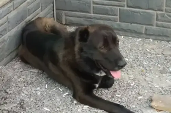 Собака на контейнерной площадке: Новая заря 16, Красноярск
