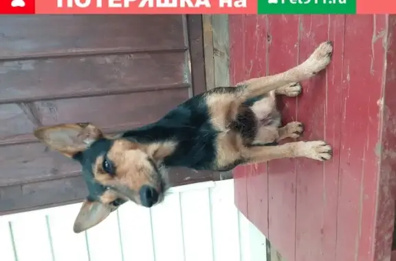 Найдена собака в деревне Заречье, Ленинградская область