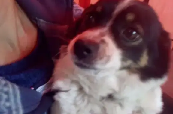 Найдена маленькая собака с ошейником в Пушкино