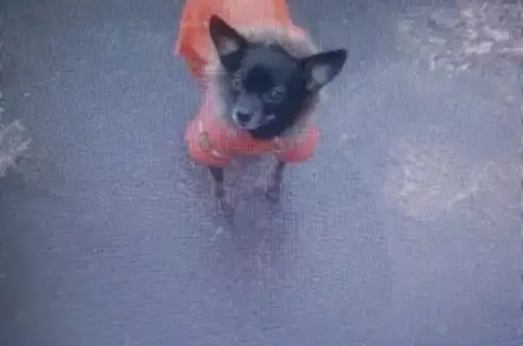 Пропала собака в Комсомольске-на-Амуре #ищу_Комсомольск