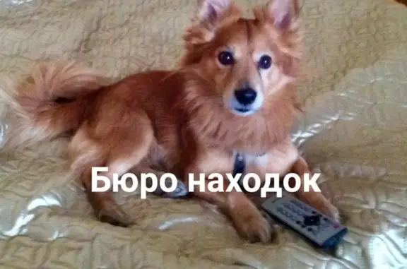 Собаки потеряшки, Архангельск, фото: Потеряшка пёс Стив в районе Комсомольской, помогите найти!