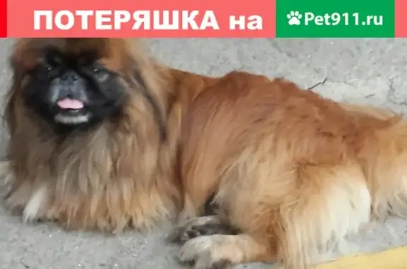 Собака найдена в Новокузнецке, Кемеровская область