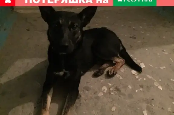 Найден собакен в Самаре, ищем хозяина