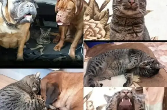 Кошки потеряшки, Москва, фото: Потеряшка кошка в СНТ Квант, Пушкинский район, МО