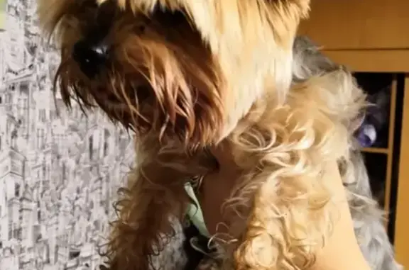 Найдена йоркширская собака в Егорьевске