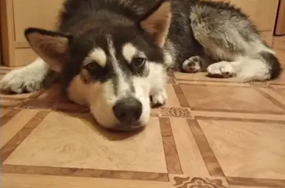 Найдена собака, Москва, фото: Найдена хаски в Раменском районе, ищем хозяев