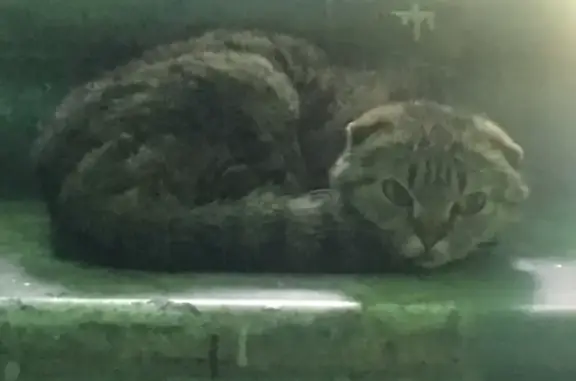 Найдена кошка в Новогиреево, Москва