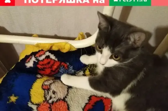 Пропала кошка в Софрино, Московская область