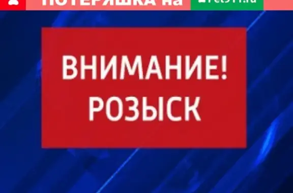 Кошки потеряшки, Киров, фото: Потеряшка кошка Нюша в р-не Вересников, Киров, вознаграждение