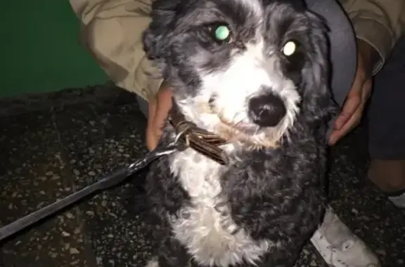 Найдена собака на ул. Решетникова, СПб