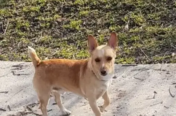 Пропала собака Селен в Тамбове
