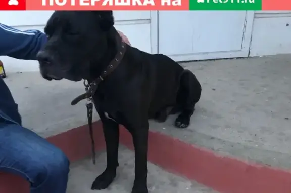 Найдена собака на Комсомольской 267, Орёл