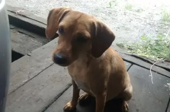 Найдена собака возле гаражей в Иркутске