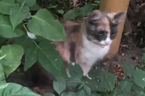 Найдена кошка в Новороссийске