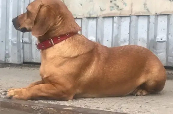 Найдена собака на ул. Горького в Лесосибирске