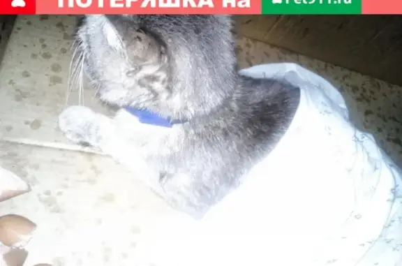 Найдена кошка на Перова, 22 с ошейником