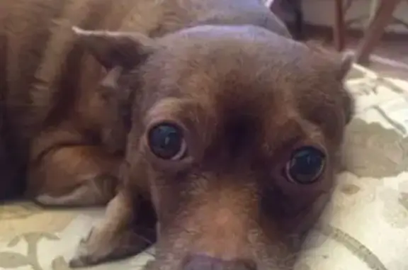 Собаки потеряшки, Калининград, фото: Потеряшка той-терьер Малыш на Артилерийской, вознаграждение 10 000 руб.