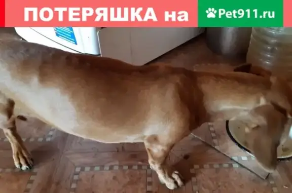 Собака найдена в районе Смоленки, ищем хозяина (Чита)