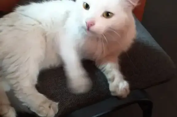 Найдена белая кошка на территории 