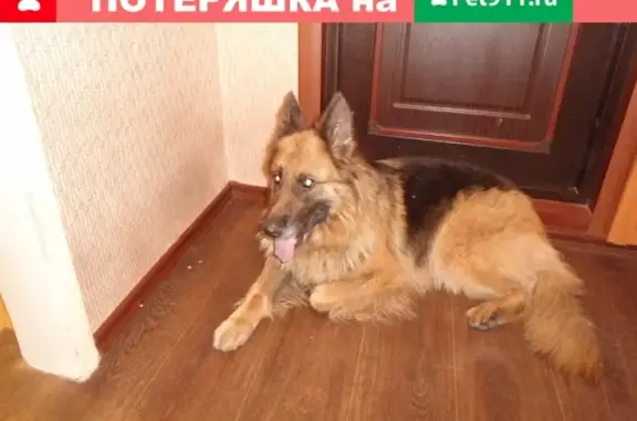 Найдена немецкая овчарка в Новобайдаевском микрорайоне