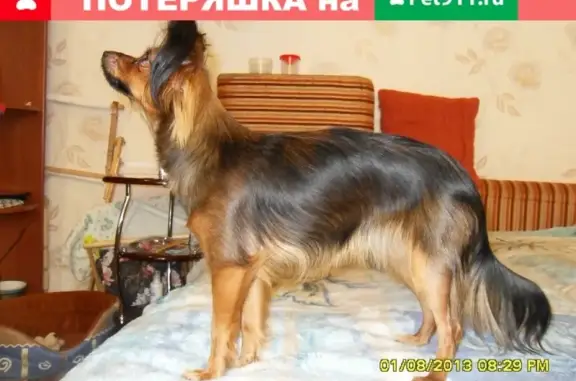 Пропала собака в Батайске, район Авиагородка.