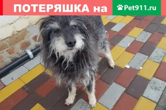 Пропала собака Шарик в районе Динамо, Тамбов.