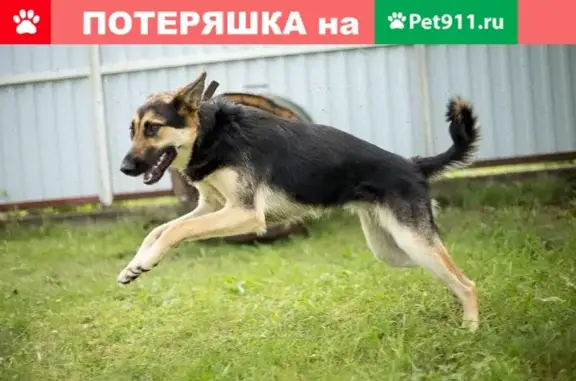 Пропала собака Тоффи на ул. Комсомольской, Шатура