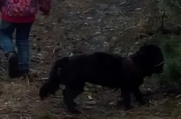 Пропала собака Мотя в Ханты-Мансийске, помесь с болонкой, черная с белым пятном на груди.