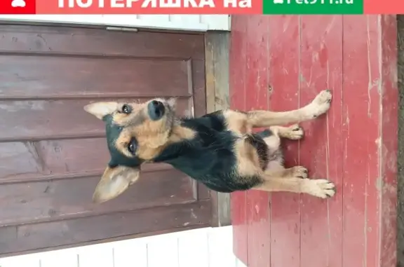 Найдена собака в деревне Заречье, Ивангород - SOS!