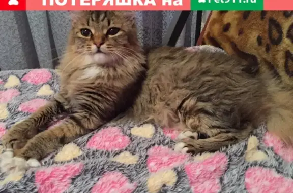 Пропала кошка Персик, ул. Зорге 42, Новобайдаевка.