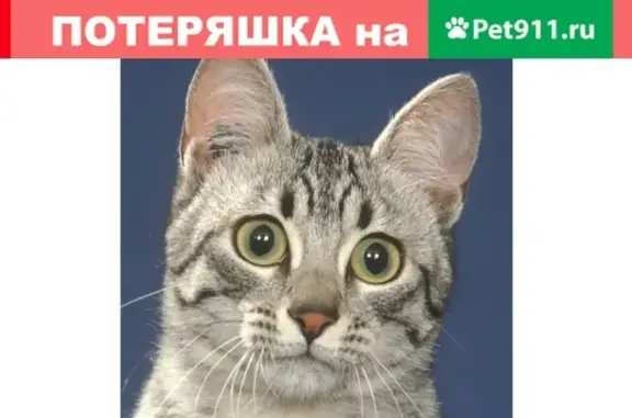 Пропала кошка Жуля в Магнитогорске, Зелёный лог 35