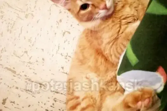 Кошки потеряшки, Новосибирск, фото: Потеряшка кошка возле дома 17 на улице троллейной