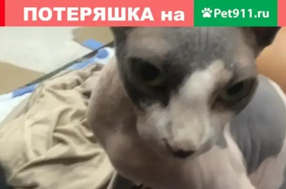 Пропала кошка Кошечка в Анапе на улице Лермонтова