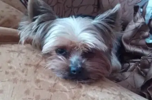 Пропала собака Йоркширский терьер в Пензе, пос. Шуист.