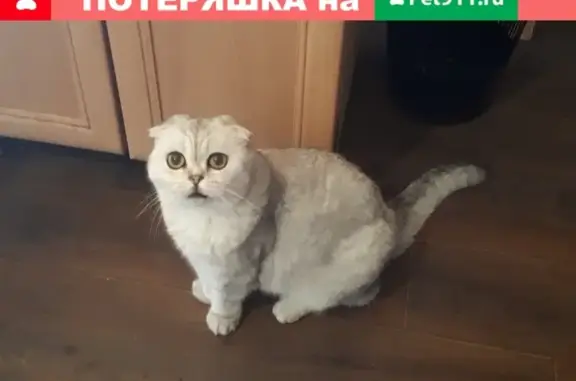 Пропала кошка Вася в Тольятти!