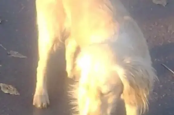 Найдена потерянная собака в Мурманске на ул. Челюскинцев
