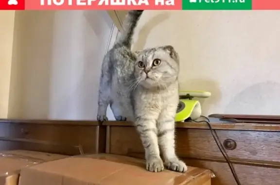Найдена кошка на улице Привольная 61к.1 в Москве