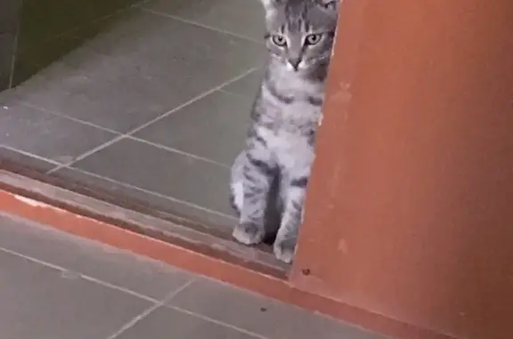 Найден кот возле Йошкар-Олы, ищет нового хозяина