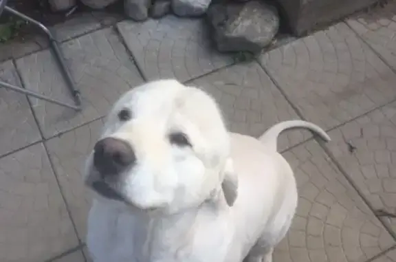 Пропала собака Винюша в п. Дорожный, Калининград