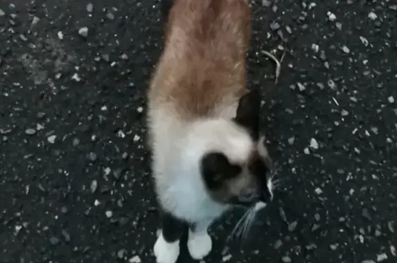 Пропала кошка Симона на ул. Ветеранов, Майкоп