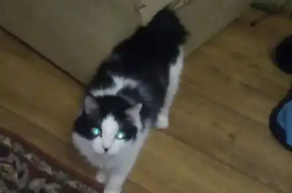 Пропала кошка в Брянске, Курильский бобтейл, черно-белый, обрубленный хвост