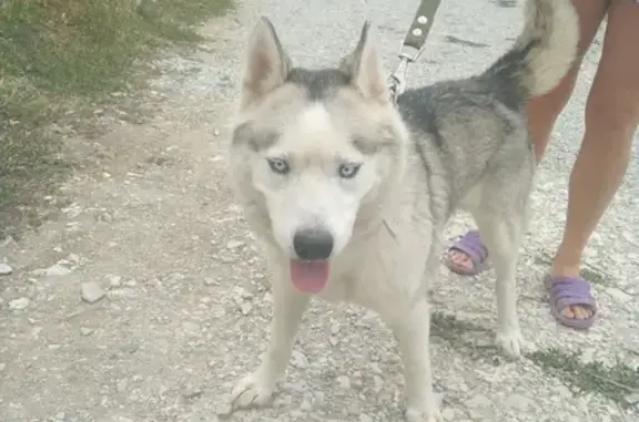Собака найдена на Октябрьской улице, Новороссийск, Краснодарский край