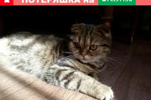 Пропала кошка Тося на ул. Халтурина, Карачев.
