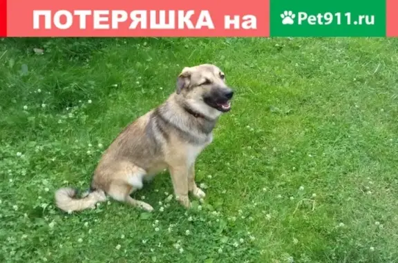 Пропала собака в деревне Хотебцово, Рузский район