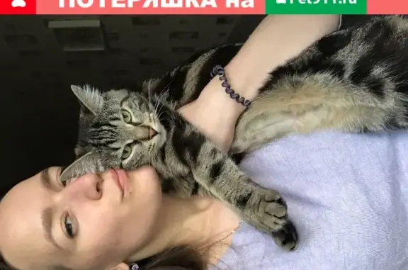 Кошки потеряшки, Санкт-Петербург, фото: Потеряшка кошка на улице Косинова, СПб, 2 года, домашняя, ласковая.