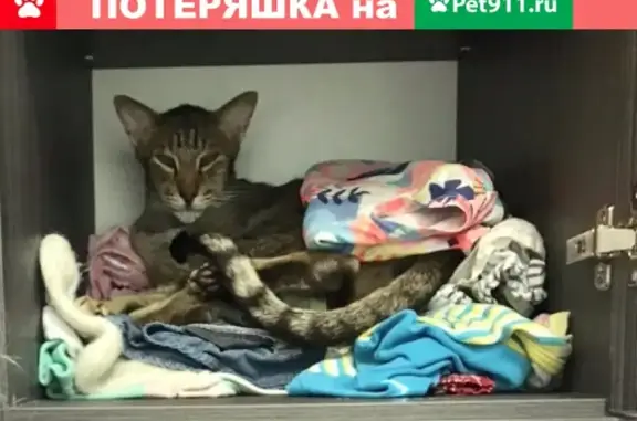 Пропала кошка в СНТ Знамя, Павлова 5, Ижевск